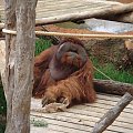 Orangutanek :) #JunglePark #Teneryfa #Orangutan #zwierzątka