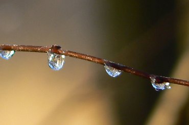 kropelki rosy #las #natura #woda