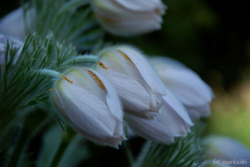 albinos #kwiaty #wiosna