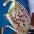 Nephentes Ampullaria (Brunei Red Specled)