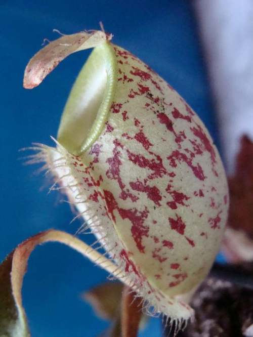 Nephentes Ampullaria (Brunei Red Specled)